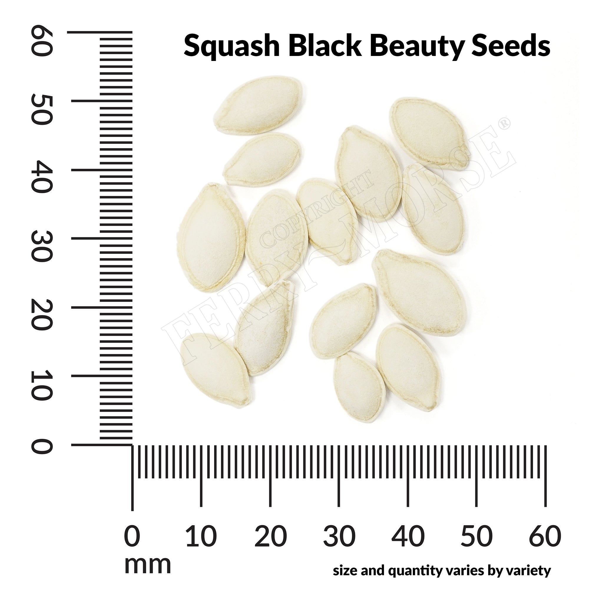 Squash black beauty seed spill and measurement